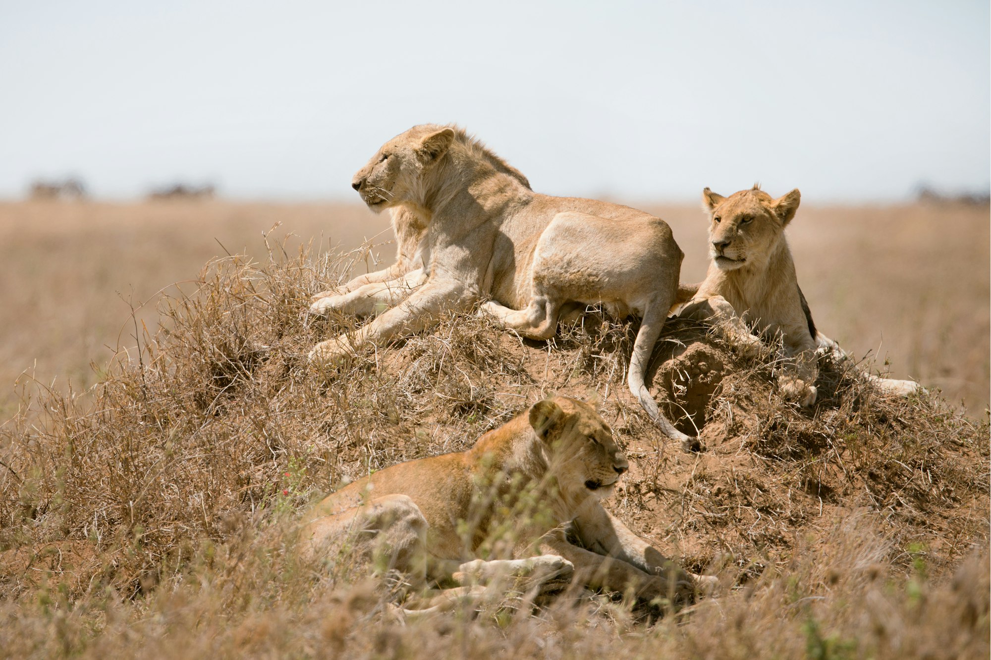 Lions pride in Serengeti